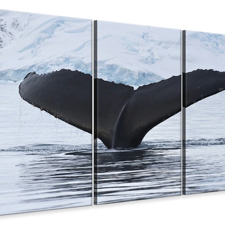 Ljuddämpande tavla -  The Humpback Whale