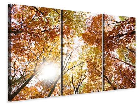 Ljuddämpande tavla -  Enlightened Autumn Trees