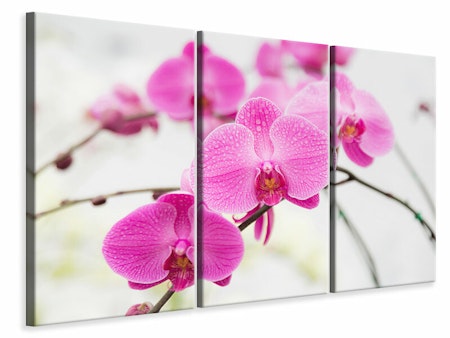Ljuddämpande tavla -  The Symbol Of Orchid