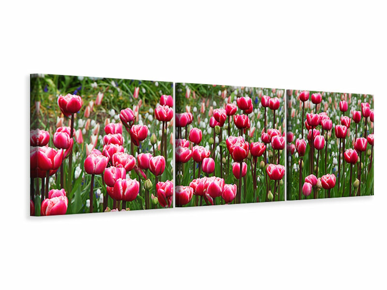 Ljuddämpande tavla -  Wild tulip field