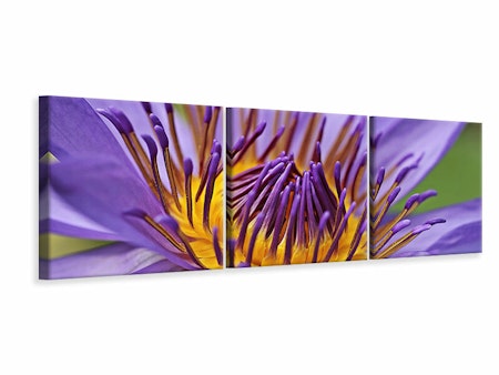 Ljuddämpande tavla -  XXL water lily in purple