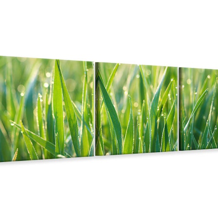 Ljuddämpande tavla -  Grass with morning dew XL