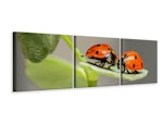 Ljuddämpande tavla -  2 ladybirds
