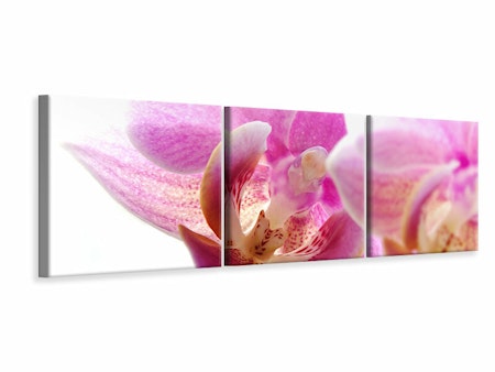 Ljuddämpande tavla -  Magnificent phalaenopsis