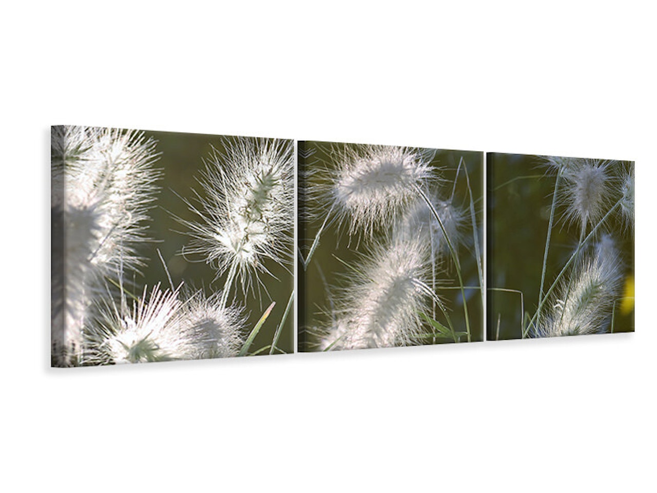 Ljuddämpande tavla -  Ornamental grasses in XL
