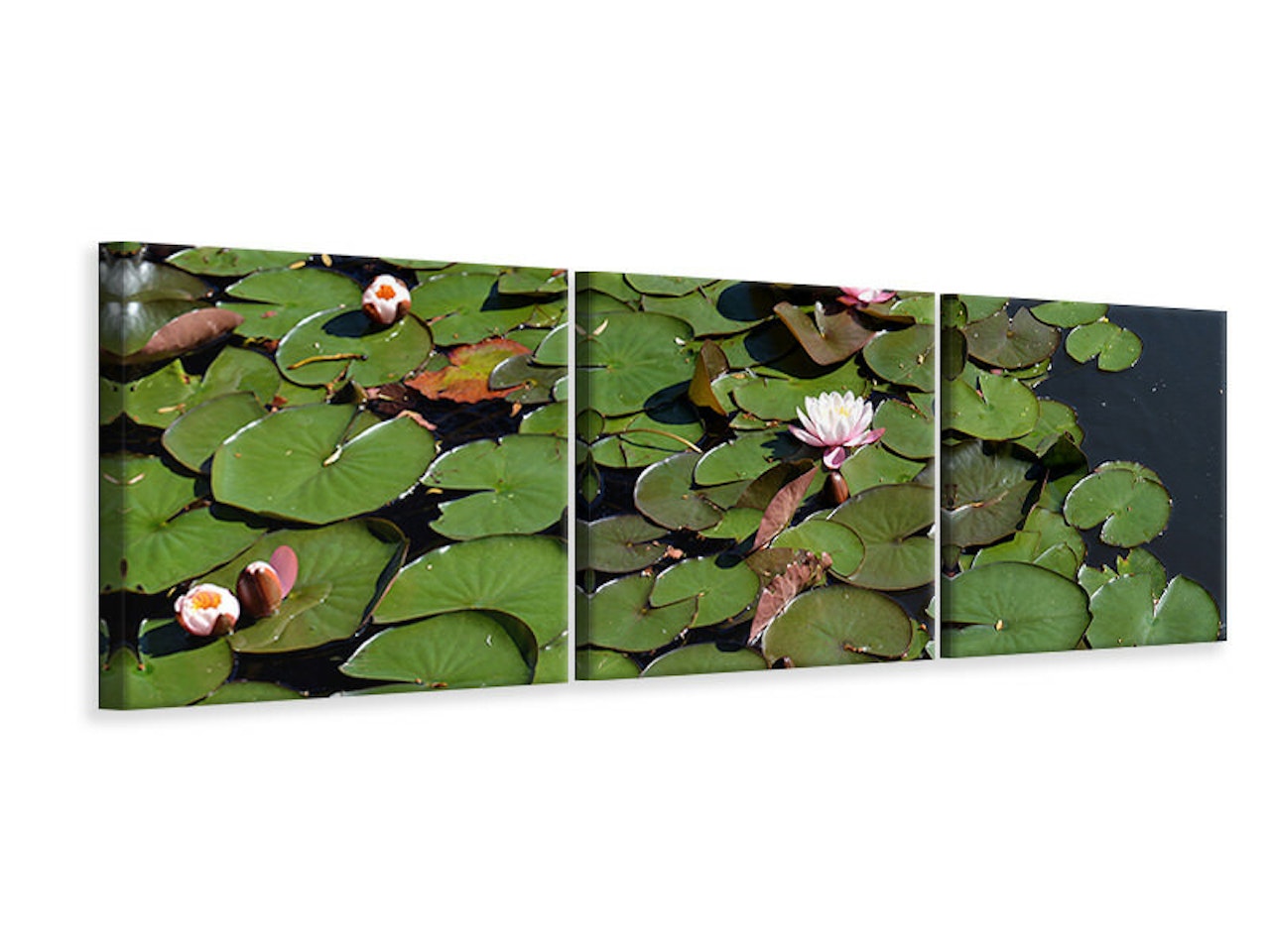 Ljuddämpande tavla -  White water lilies in the pond