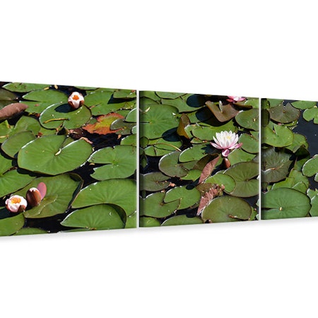 Ljuddämpande tavla -  White water lilies in the pond