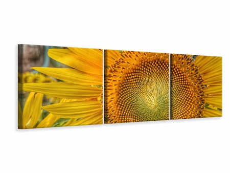 Ljuddämpande tavla - Inflorescence of a sunflower