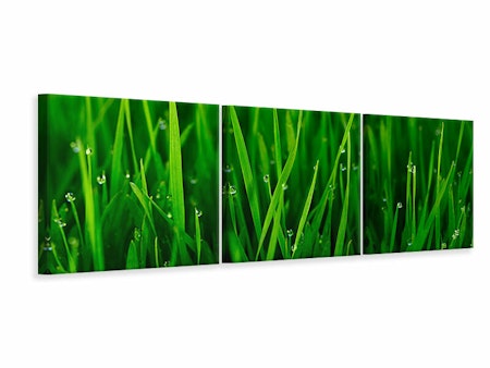 Ljuddämpande tavla - Grass With Morning Dew