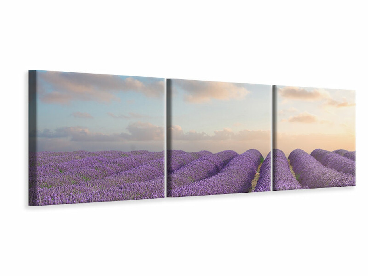 Ljuddämpande tavla - The Blooming Lavender Field