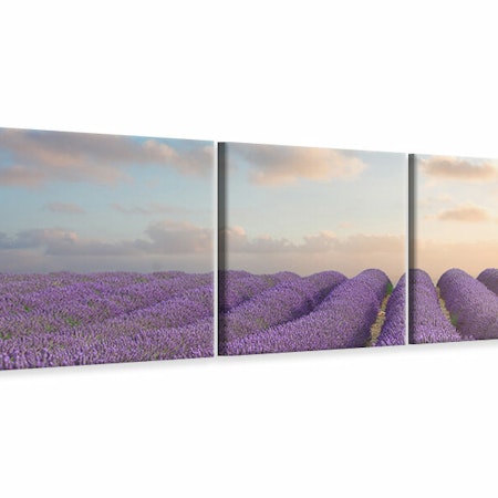 Ljuddämpande tavla - The Blooming Lavender Field