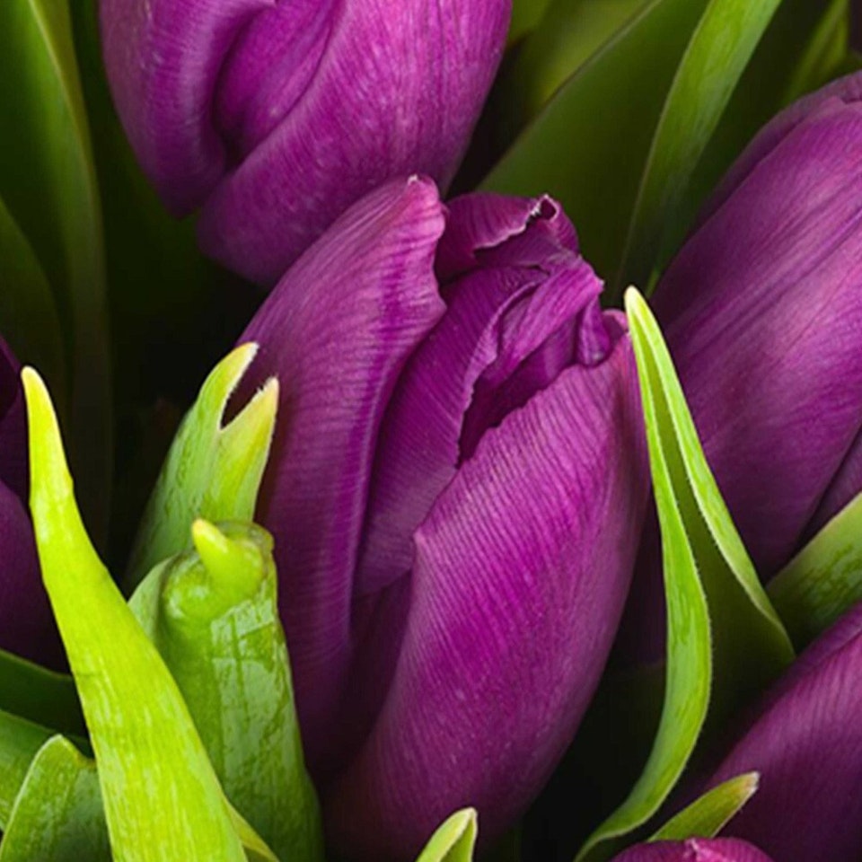Rumsavdelare vridbar 3-delad - Violet of tulips
