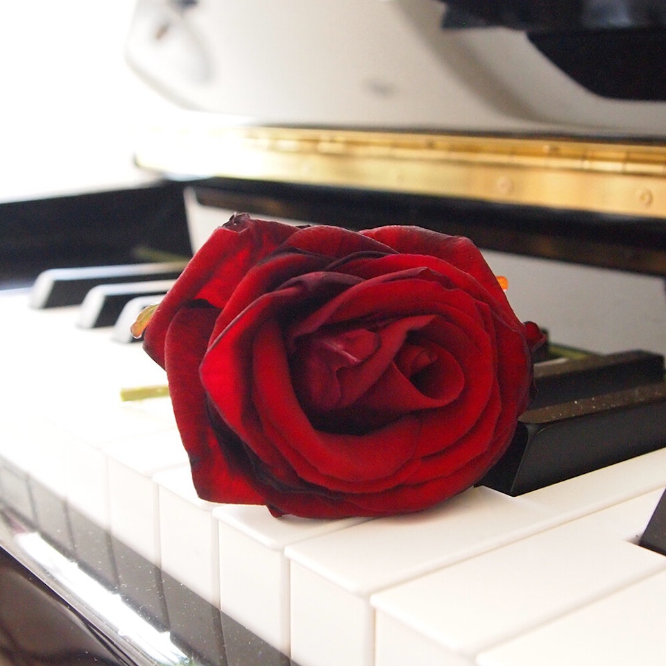 Rumsavdelare 4-delad - Rose on the piano
