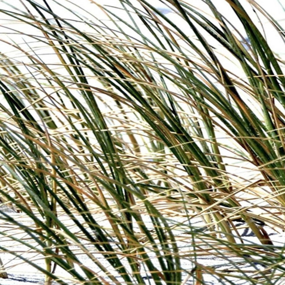 Rumsavdelare 4-delad - Grass on the sea beach