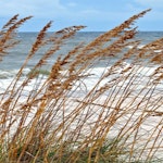 Rumsavdelare 4-delad - Grass by the sea
