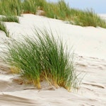 Rumsavdelare 4-delad - Soothing dunes