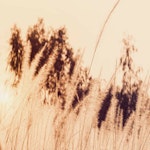 Rumsavdelare 4-delad - Tall grasses in sepia