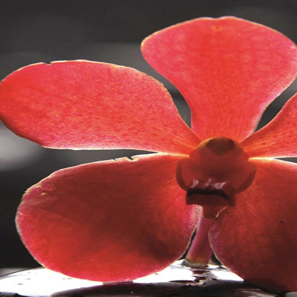 Rumsavdelare 4-delad - Zen with red orchid