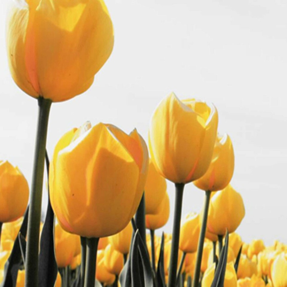 Rumsavdelare 4-delad - A meadow of yellow tulips