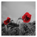 Ljuddämpande tavla - Red poppies and grain