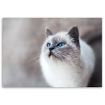 Ljuddämpande tavla - Siberian cat