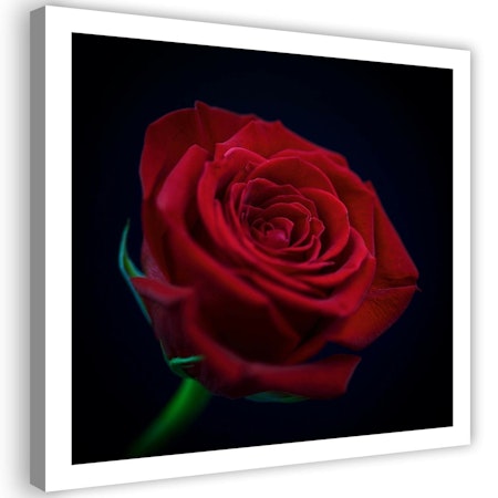 Ljuddämpande tavla - Red rose in the dark