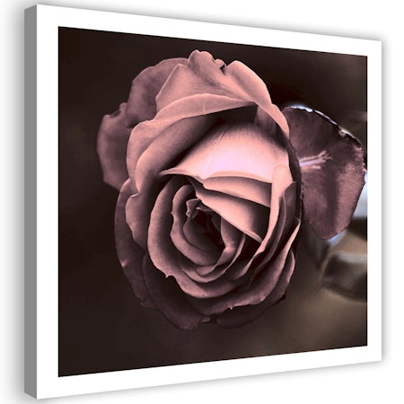 Ljuddämpande tavla - Beautiful rose