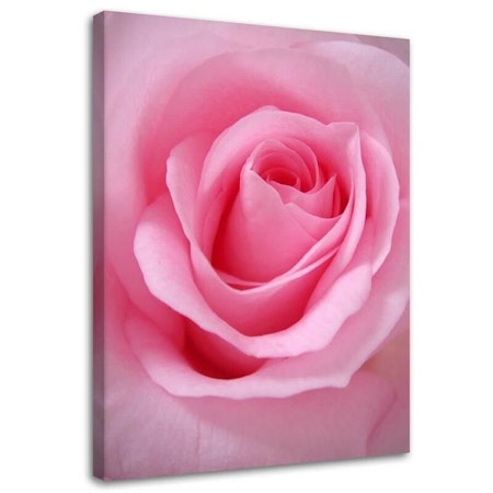 Ljuddämpande tavla - Pink rose petals