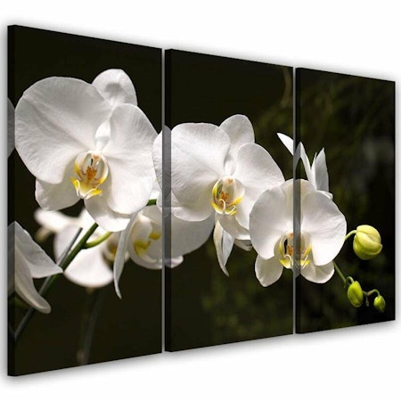 Ljuddämpande tavla - White orchid