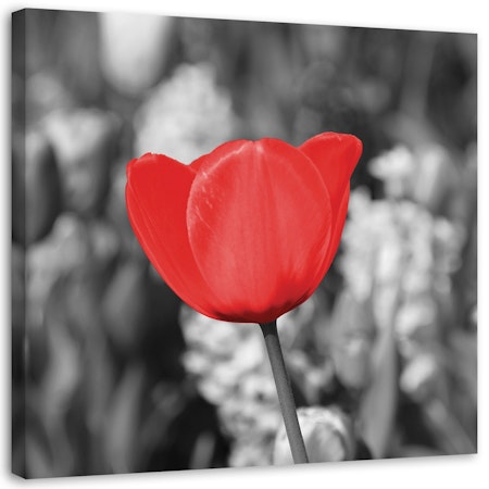 Ljuddämpande tavla - Red tulip in the meadow