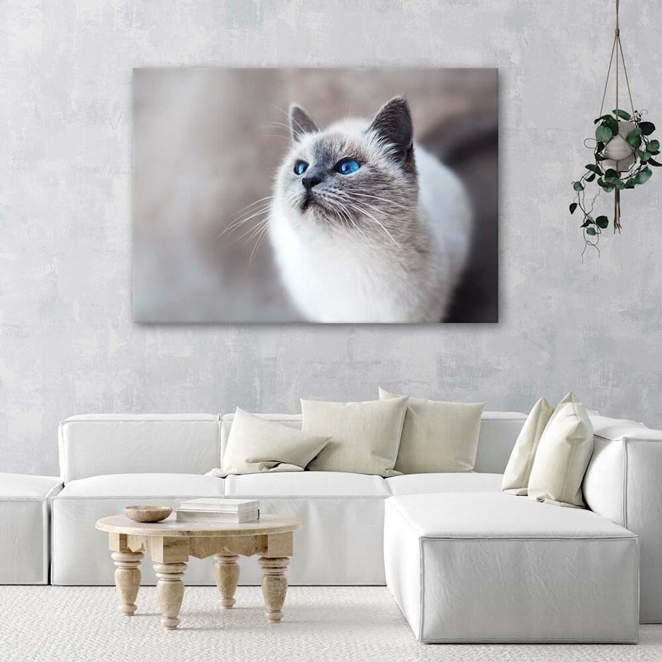 Ljuddämpande tavla - Siberian cat