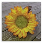 Ljuddämpande tavla "art" - Yellow sunflower