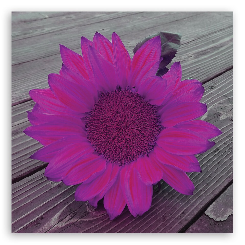 Ljuddämpande tavla - Pink sunflower