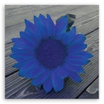Ljuddämpande tavla - Blue sunflower