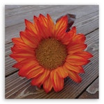 Ljuddämpande tavla - Orange sunflower