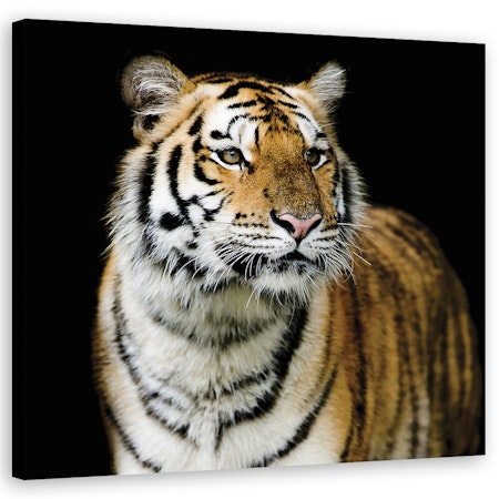 Ljuddämpande tavla - Majestic tiger
