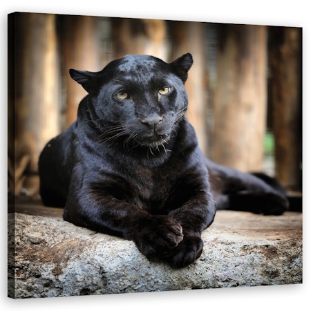 Ljuddämpande tavla - Black panther