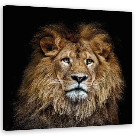 Ljuddämpande tavla "art" - Majestic lion