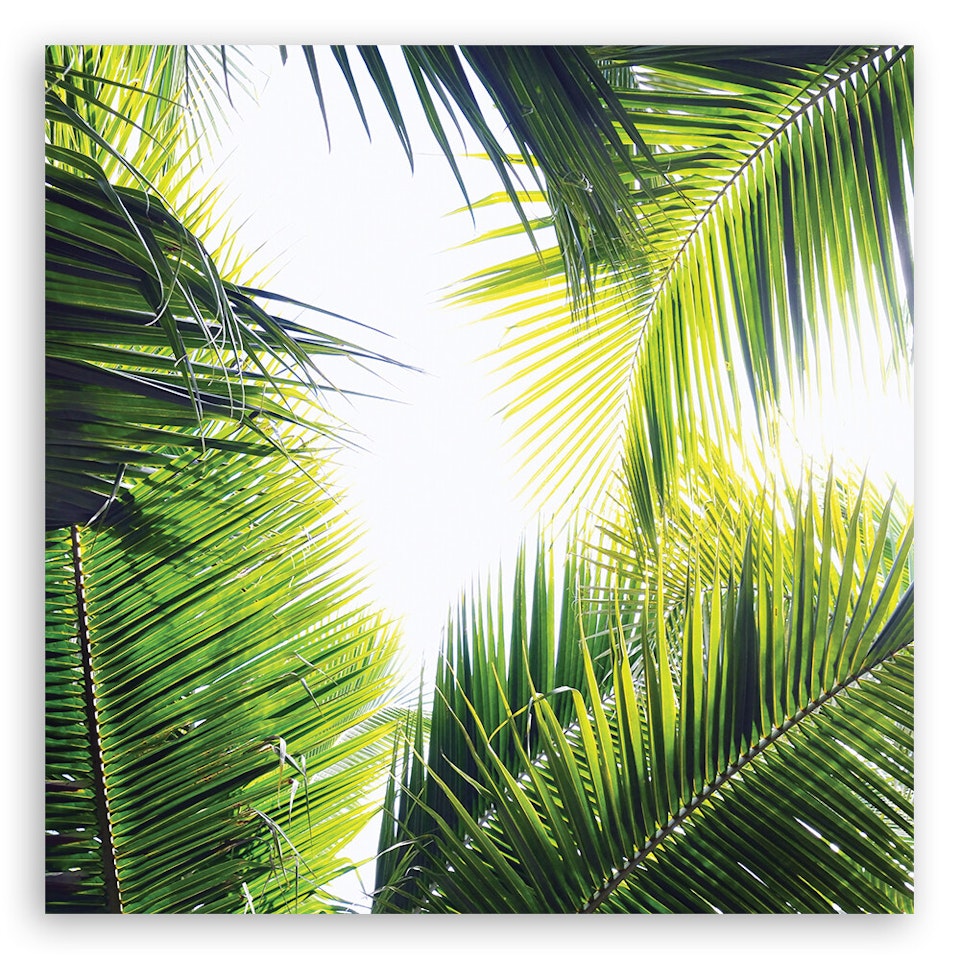 Ljuddämpande tavla - Palm leaves