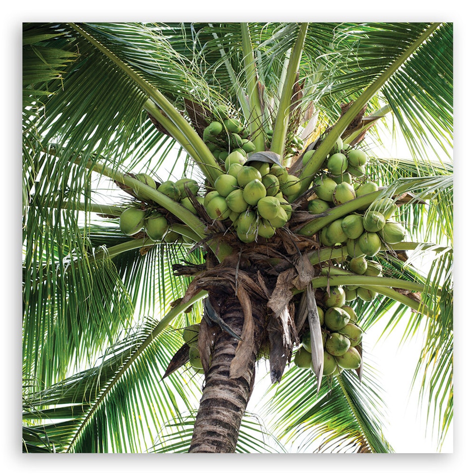 Ljuddämpande tavla "art" - Coconut palm