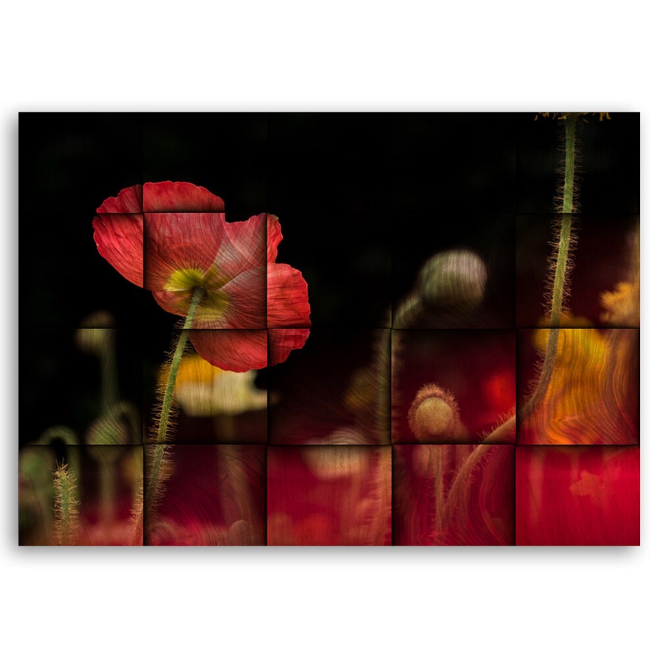 Ljuddämpande tavla - Red poppy flower