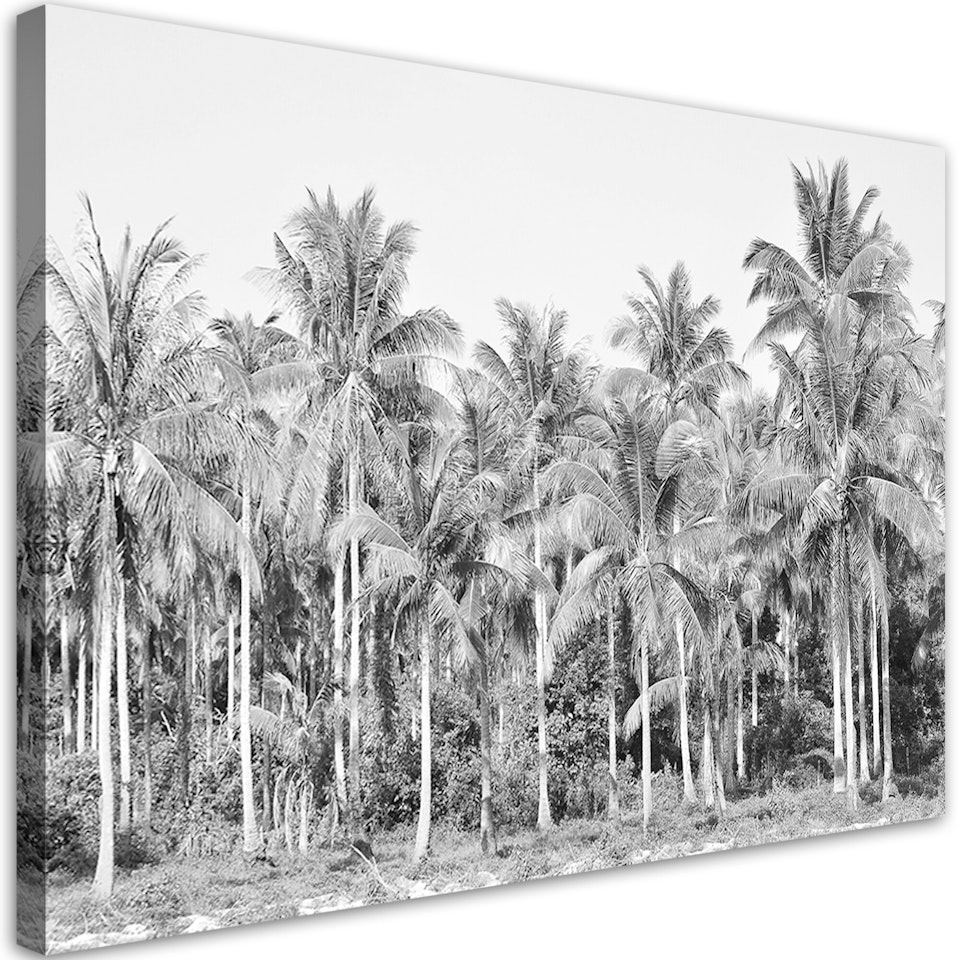 Ljuddämpande tavla - Black and white palm trees in the jungle