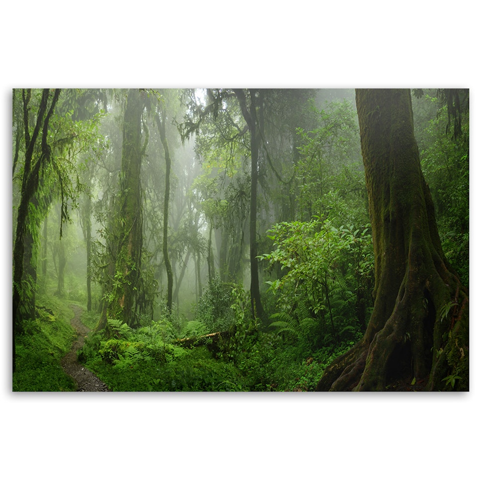 Ljuddämpande tavla - Tropical jungle forest