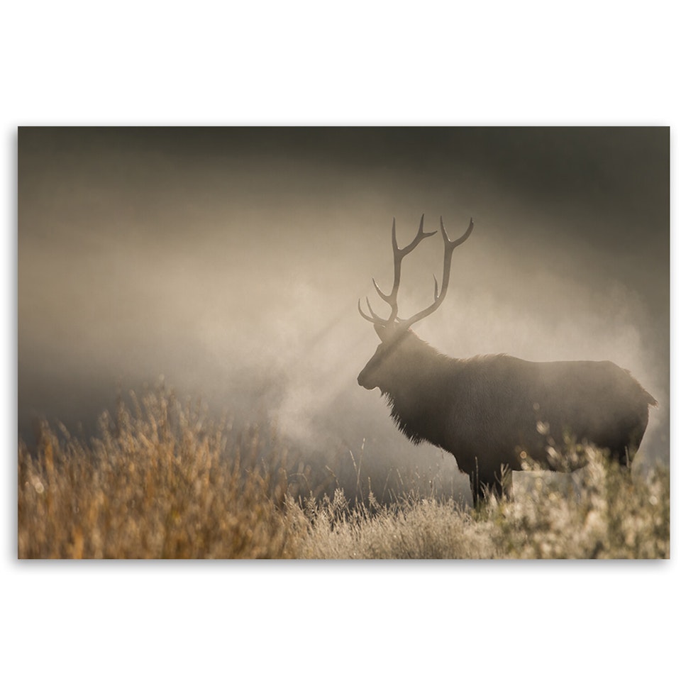 Ljuddämpande tavla - Deer in the mist nature