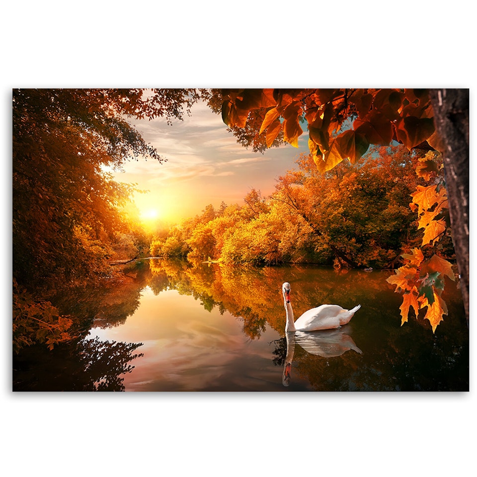 Ljuddämpande tavla "art" - Swan on the pond autumn