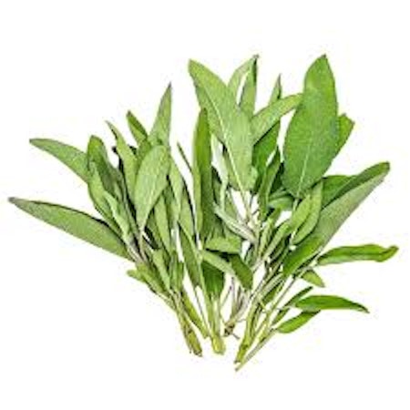 Salvia