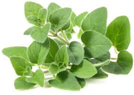 Oregano