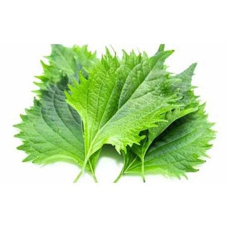 Shiso grön