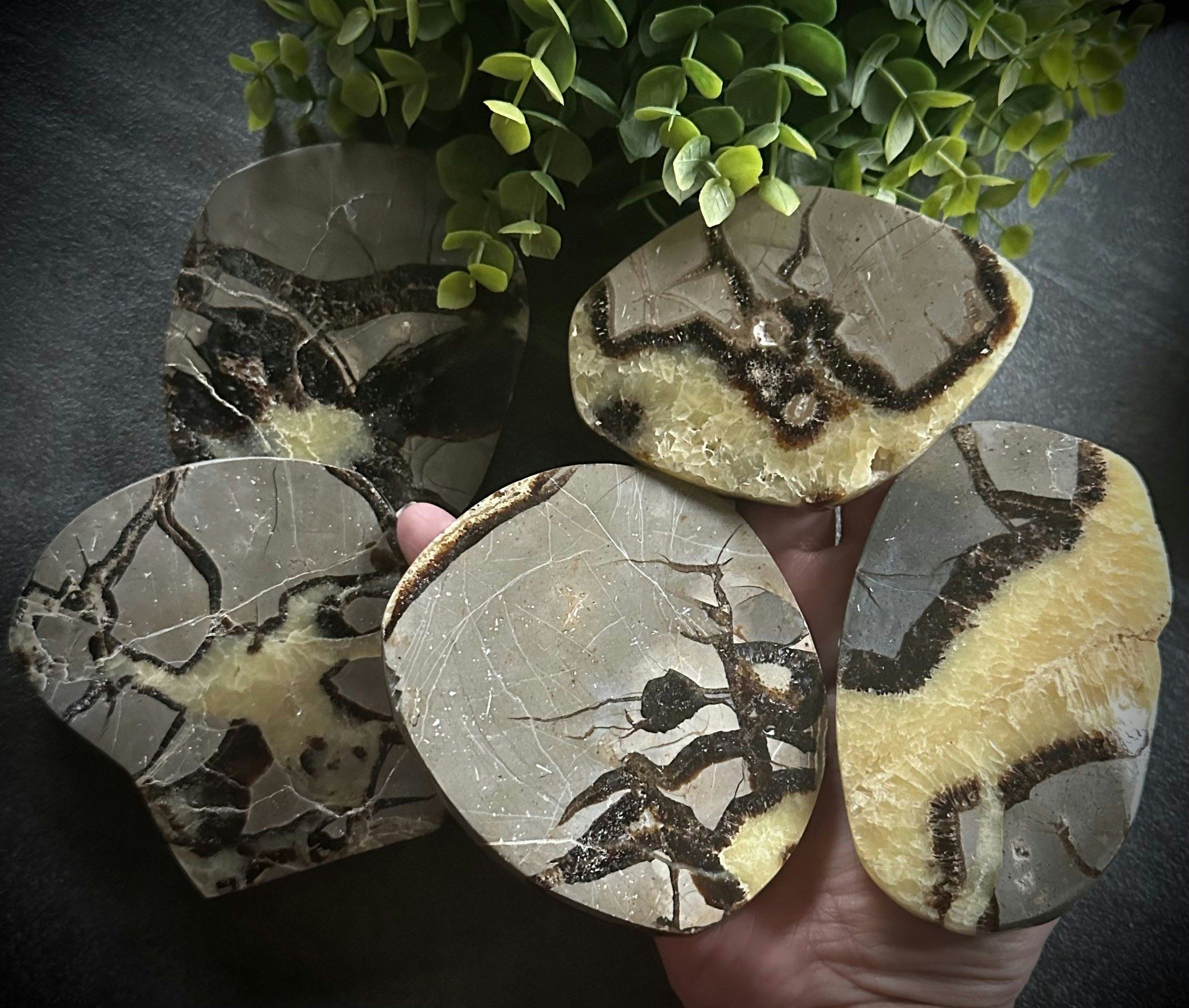 Septarian slab