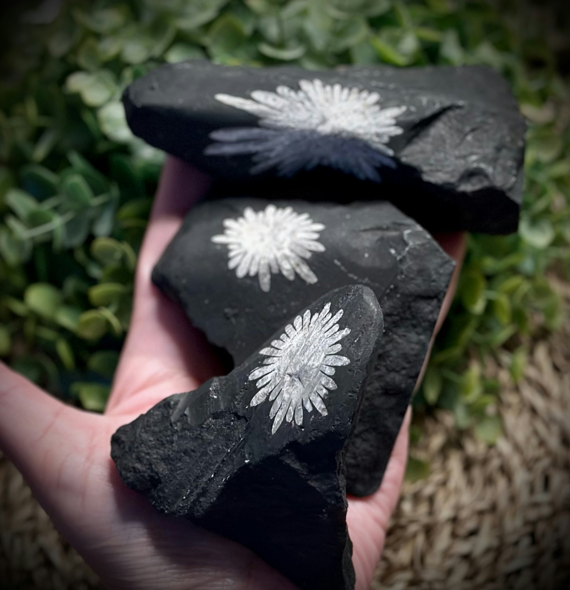 Krysantemum